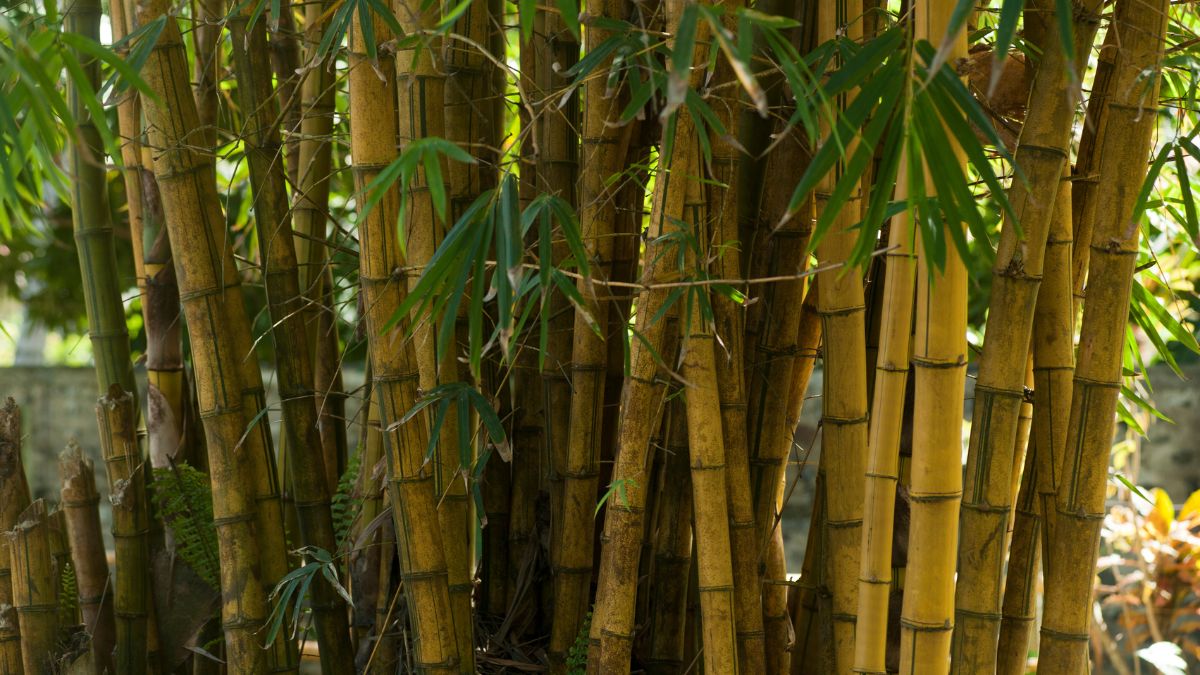 largest bamboo producer