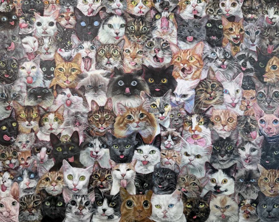 find the rackoon-que