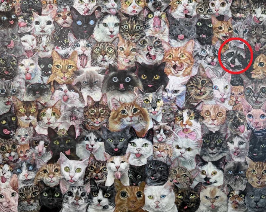 find the rackoon-sol