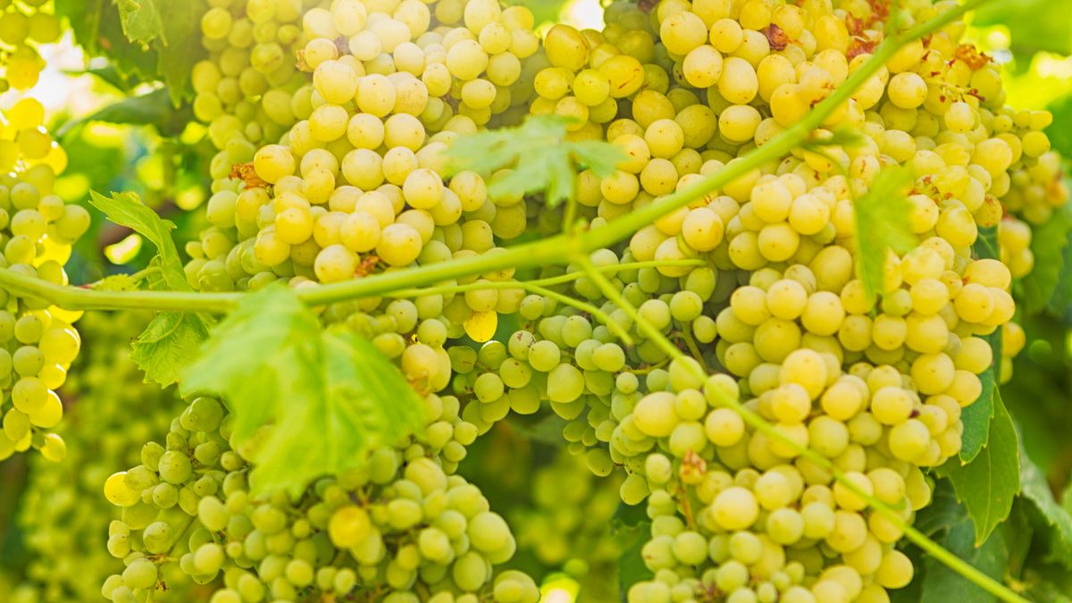 largest grape producer