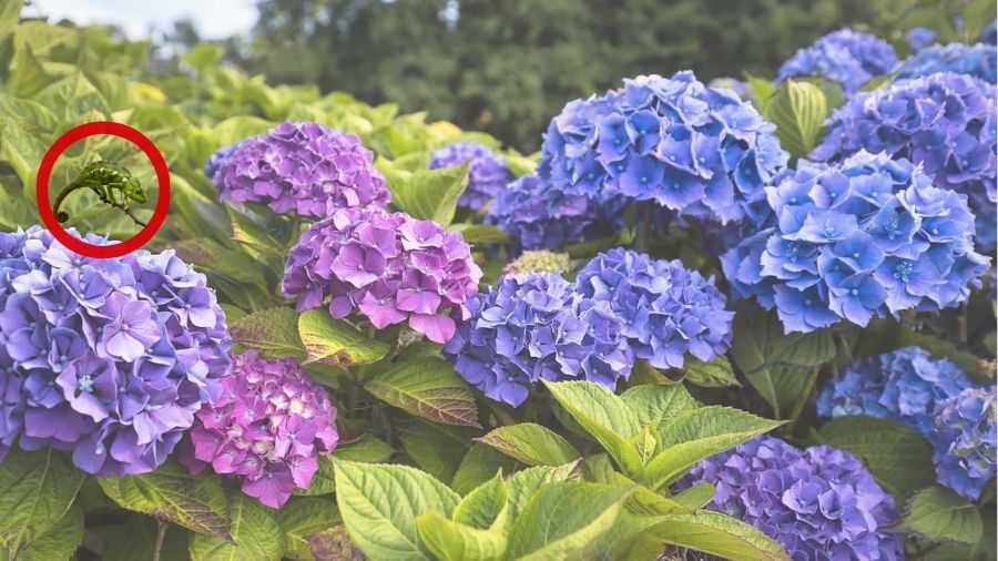 find the chameleon in hydrangea flower-sol