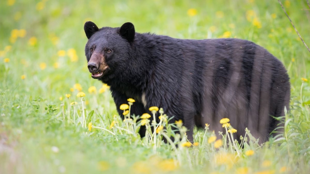 Black Bear Animal that hibernate in winter