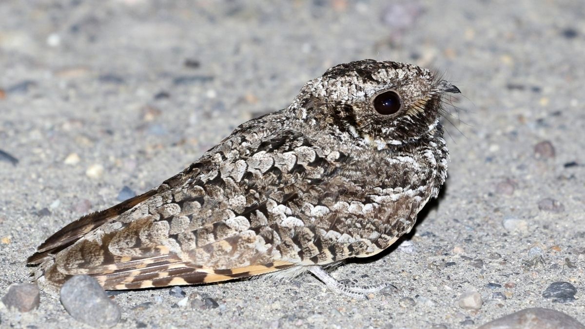 Common Poorwill Animal that hibernate in winter