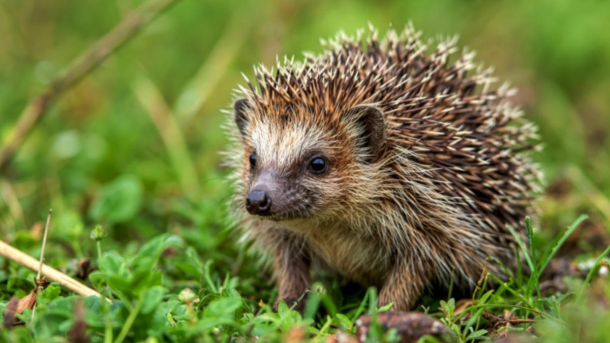 Hedgehog Animal that hibernate in winter