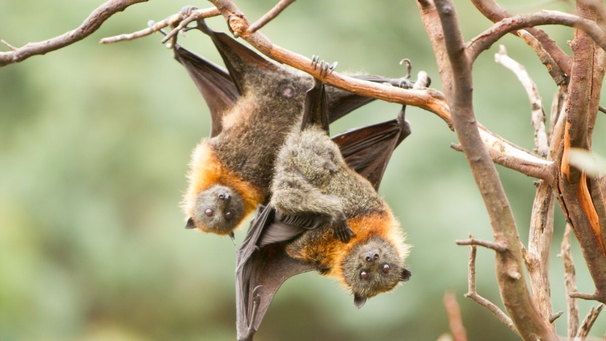 Little Brown Bat Animal that hibernate in winter