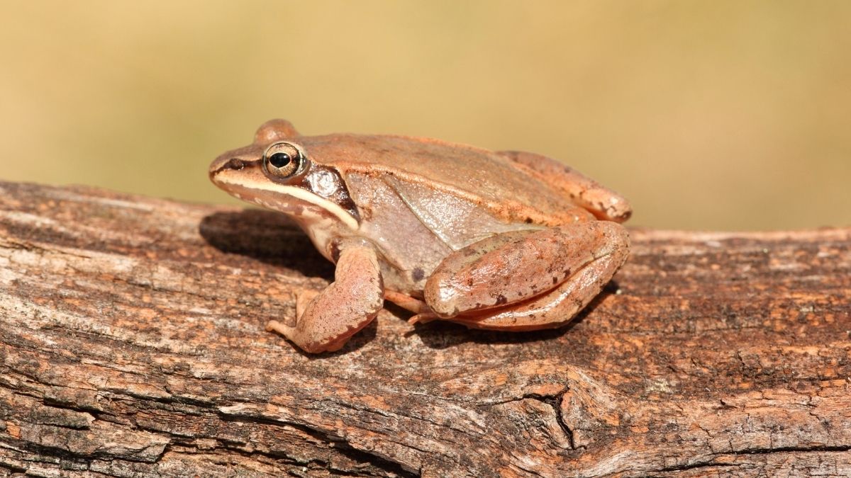 Wood Frog Animal that hibernate in winter