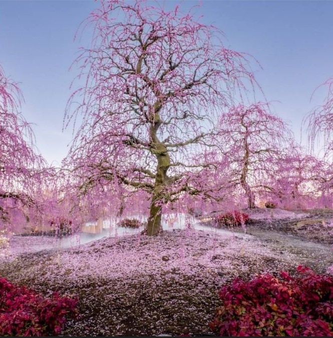 find the hidden flemingo-que