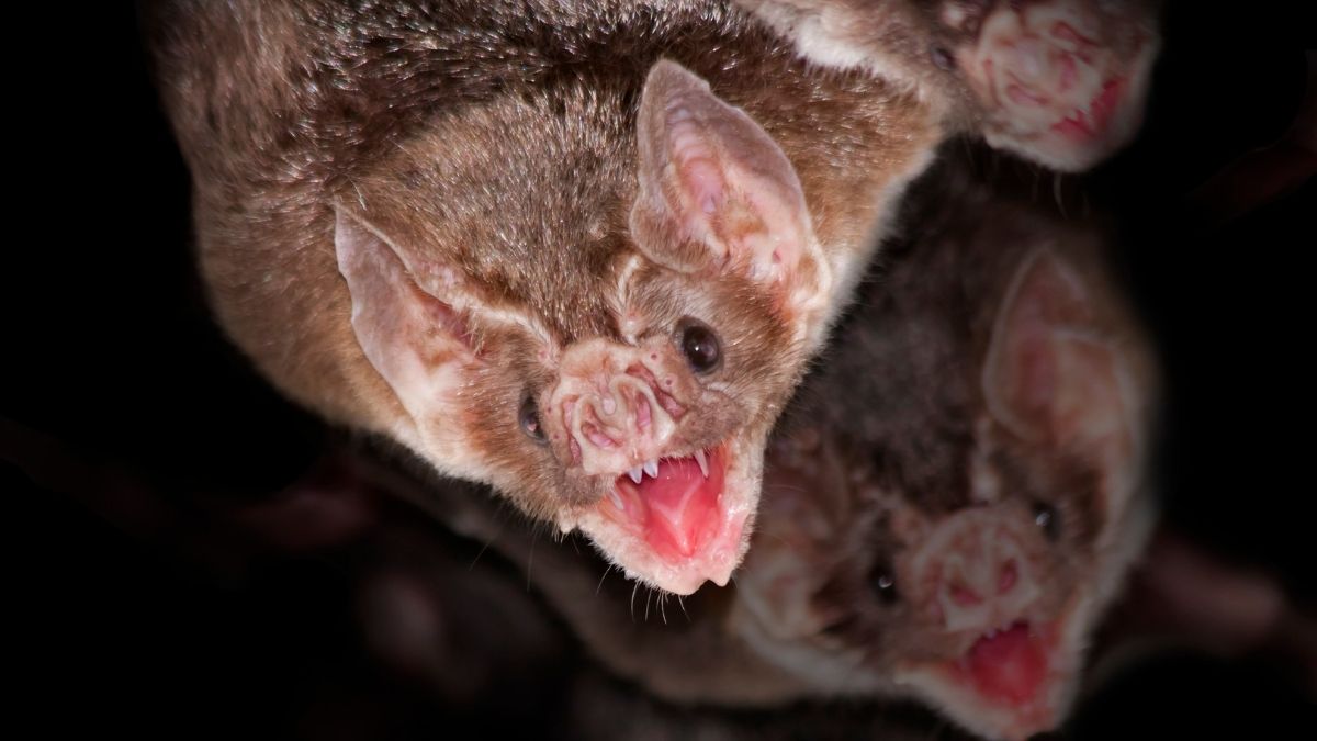 Vampire Bat Animal that Start with V