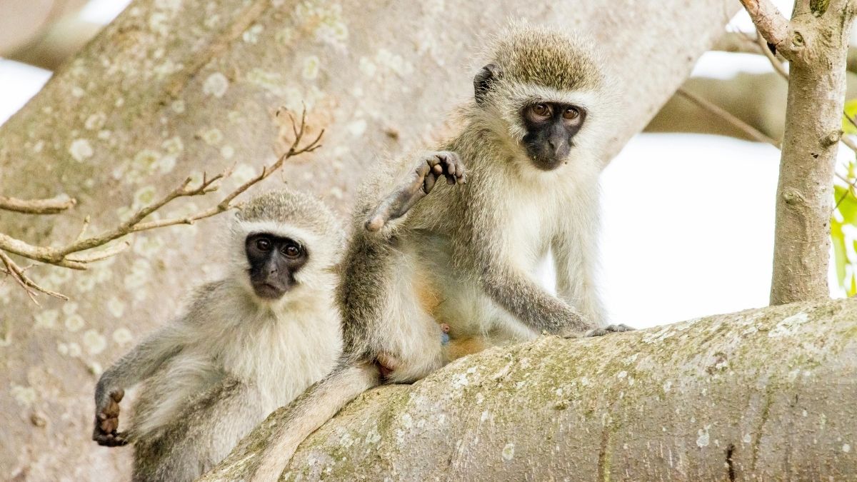 Vervet Monkey Animal that Start with V