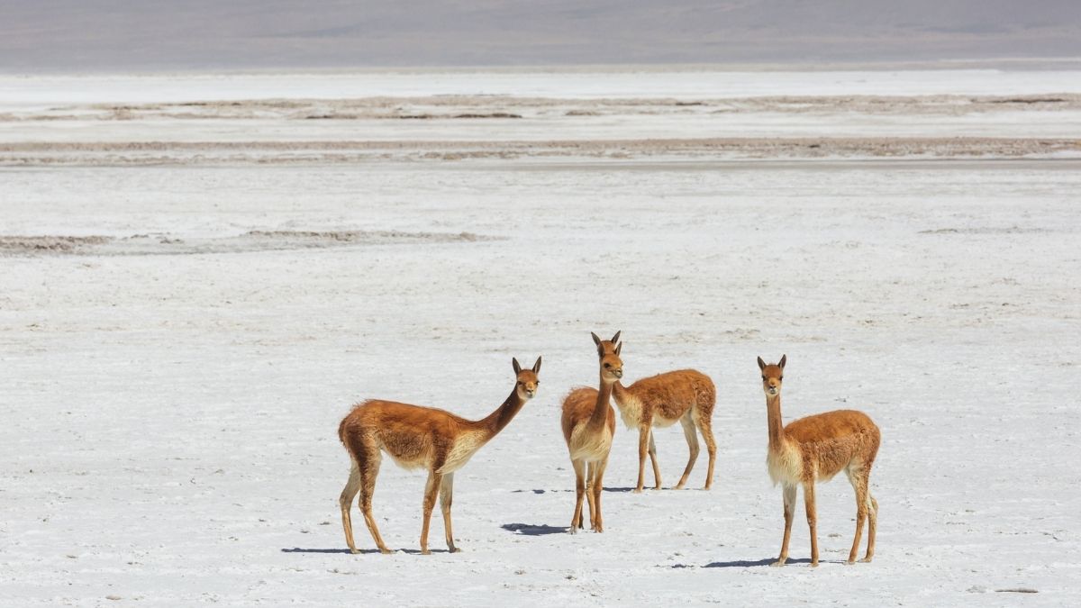 Vicuna Animal that Start with V
