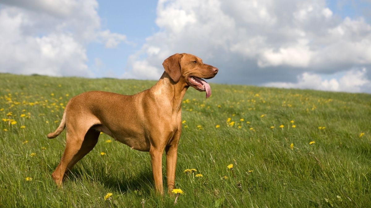 Vizsla Animal that Start with V