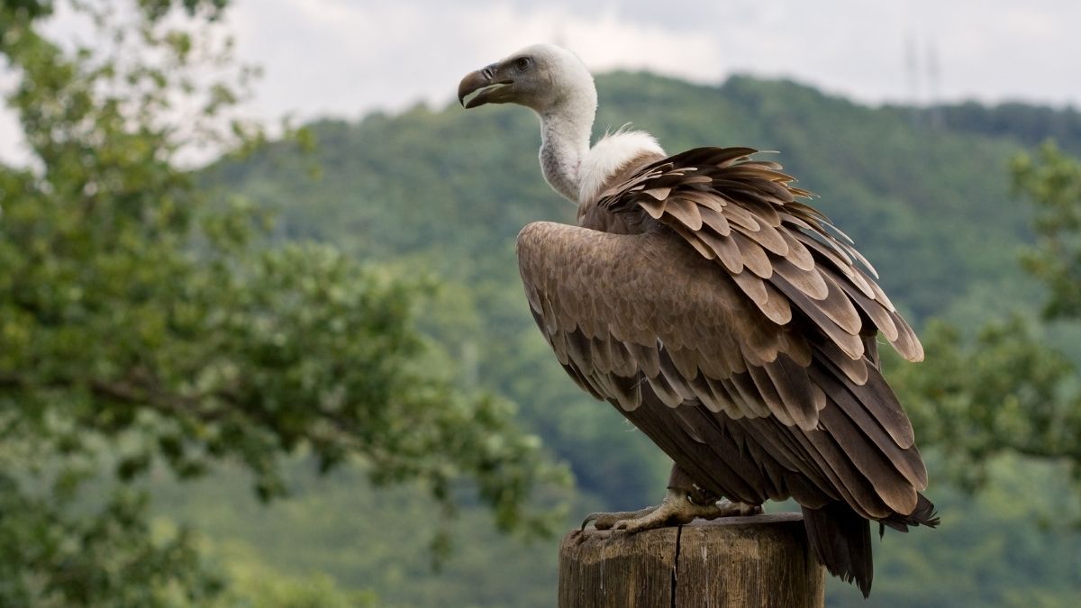 Vulture Animal that Start with V