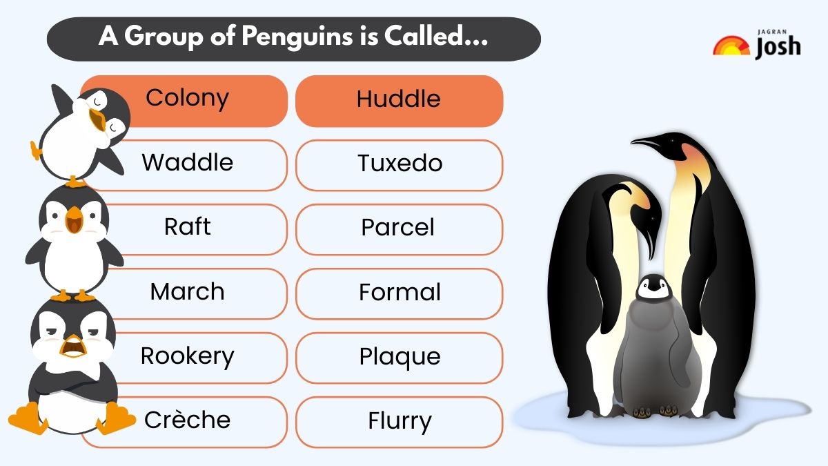 A Group of Penguin is Called