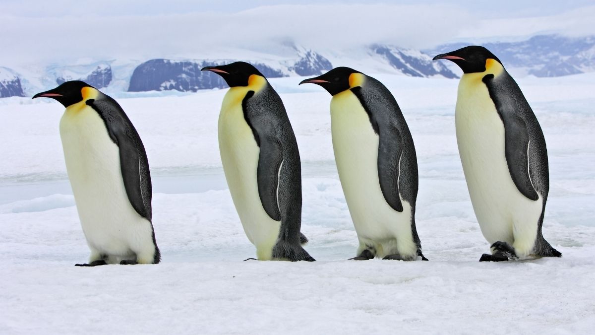 What is a group of Emperor penguins called