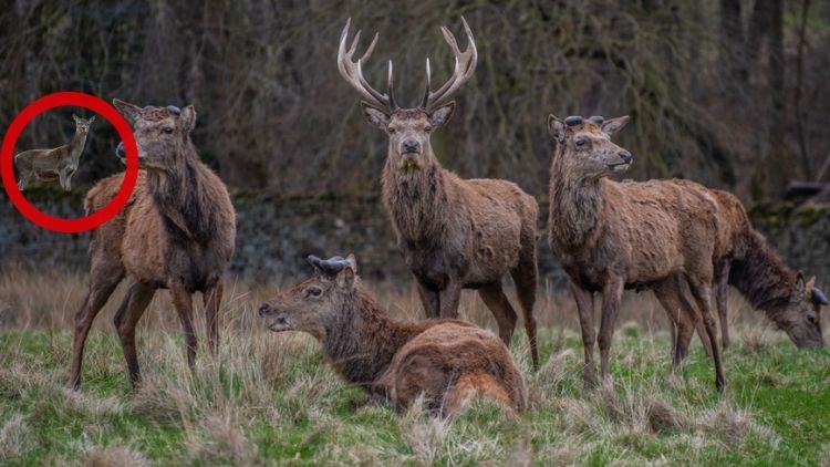 where is another deer-sol