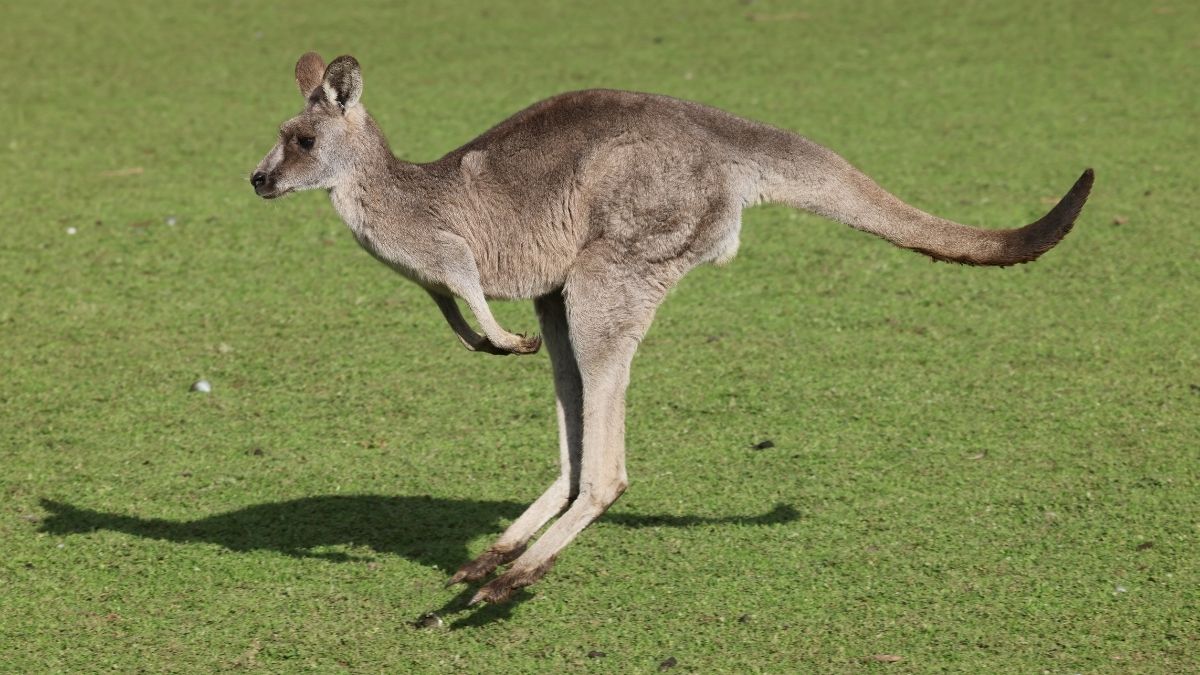 Can Kangaroos walk backwards