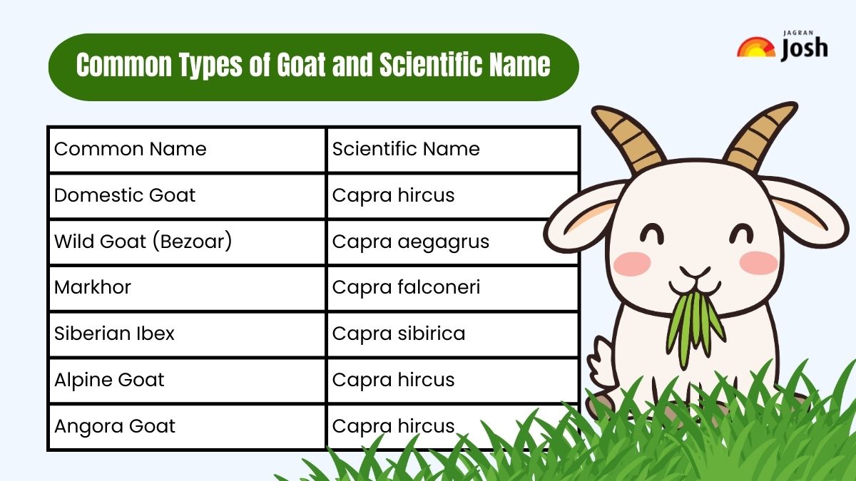 Common Type of Goat and S