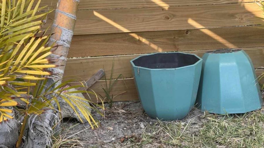 spot the hidden lizard-que