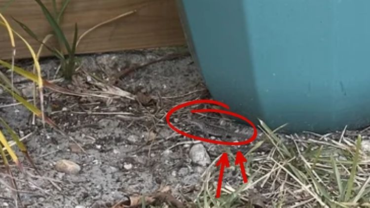 spot the hidden lizard-sol