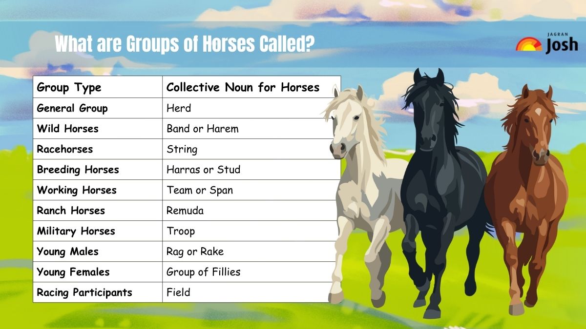 Group of horses is called