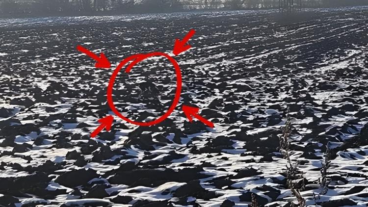 spot the hidden dog-sol