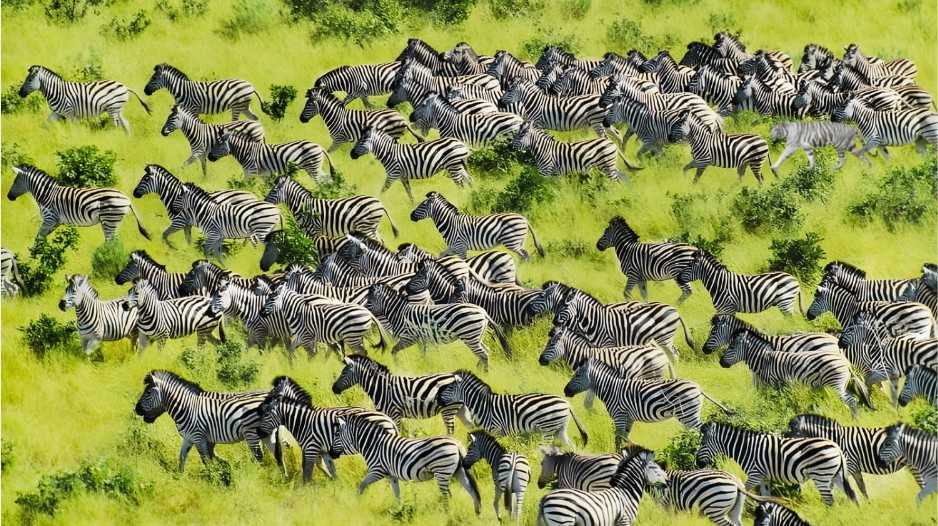 find the hidden tiger among zebras