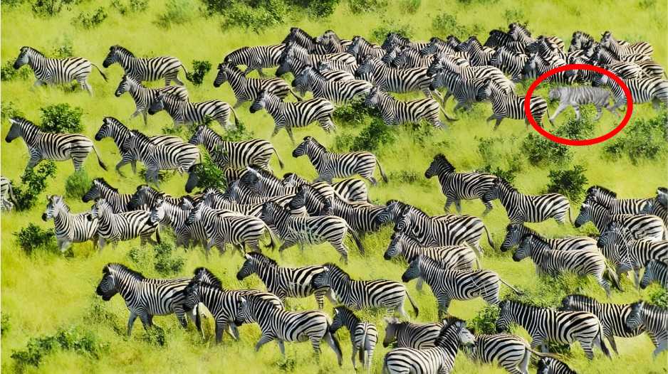 find the hidden tiger among zebras solved