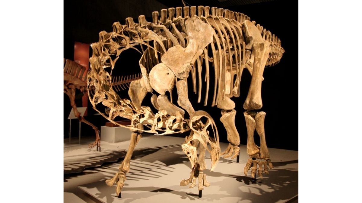 Skeletons of Nigersaurus in a Museum