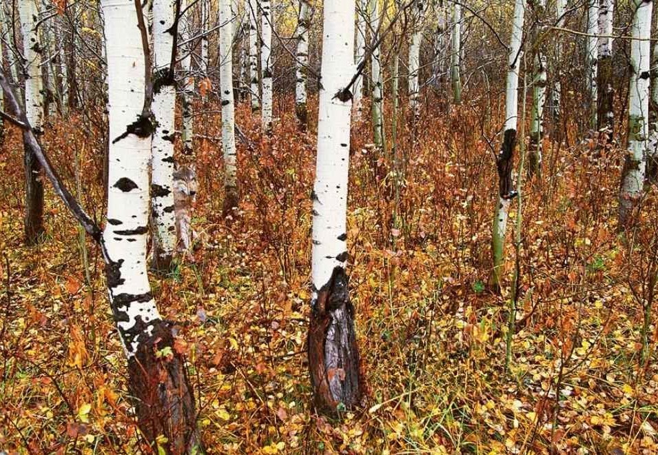 find the hidden animal-que