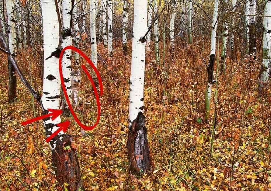 find the hidden animal-sol