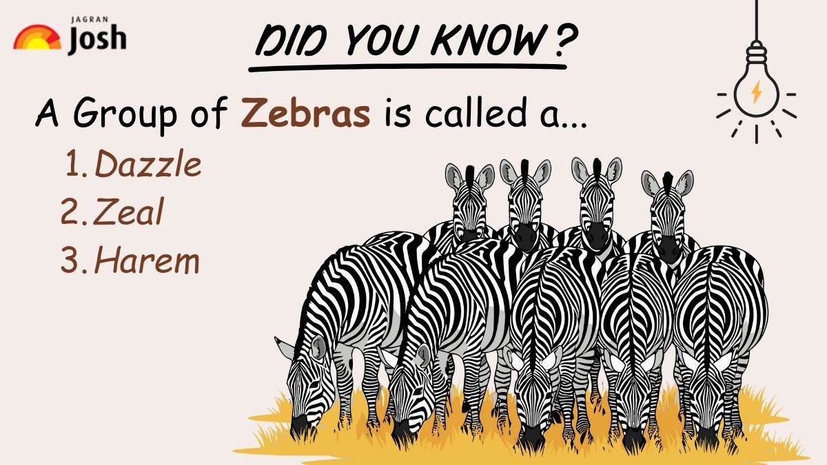 a group of zebra is called
