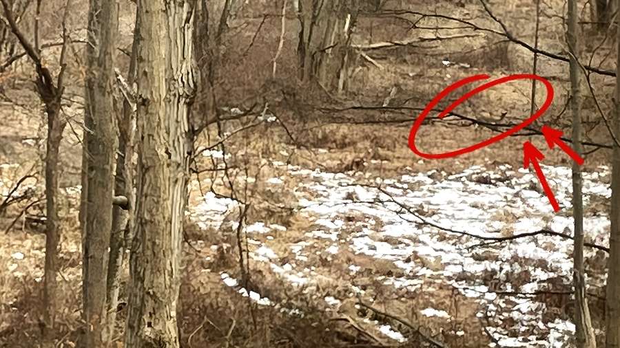 find the hidden deer-sol