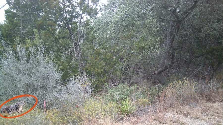 find the hidden leopard-sol