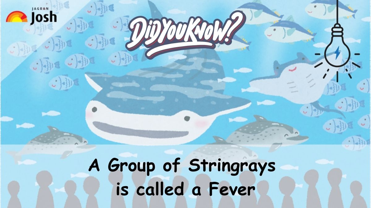 What is a group of stingrays called