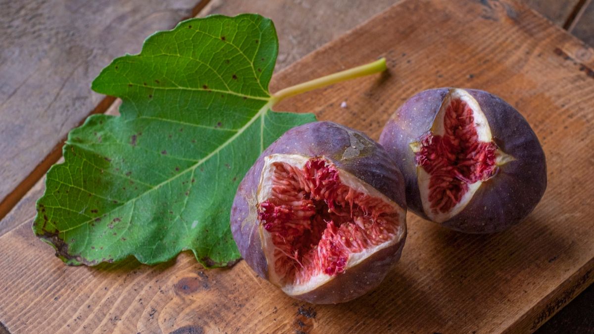 fig