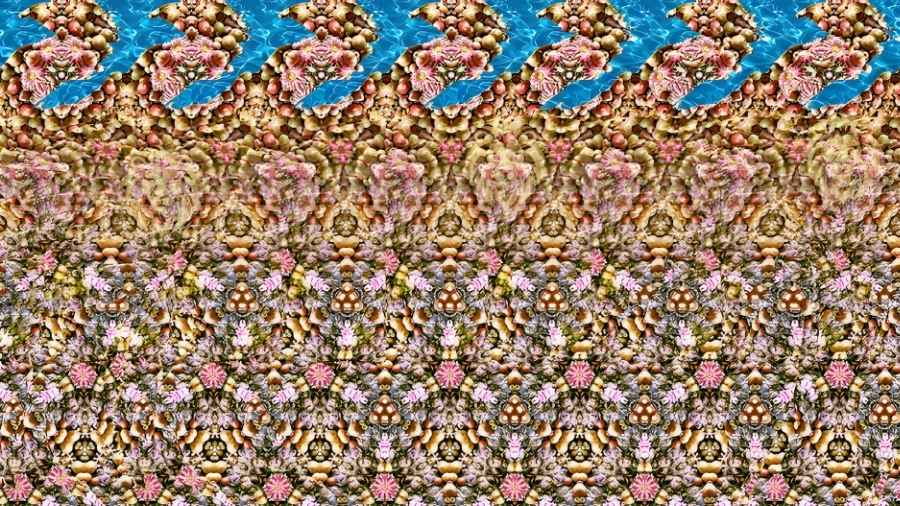 find the hidden lion-question