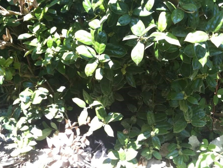 find the hidden cat-question