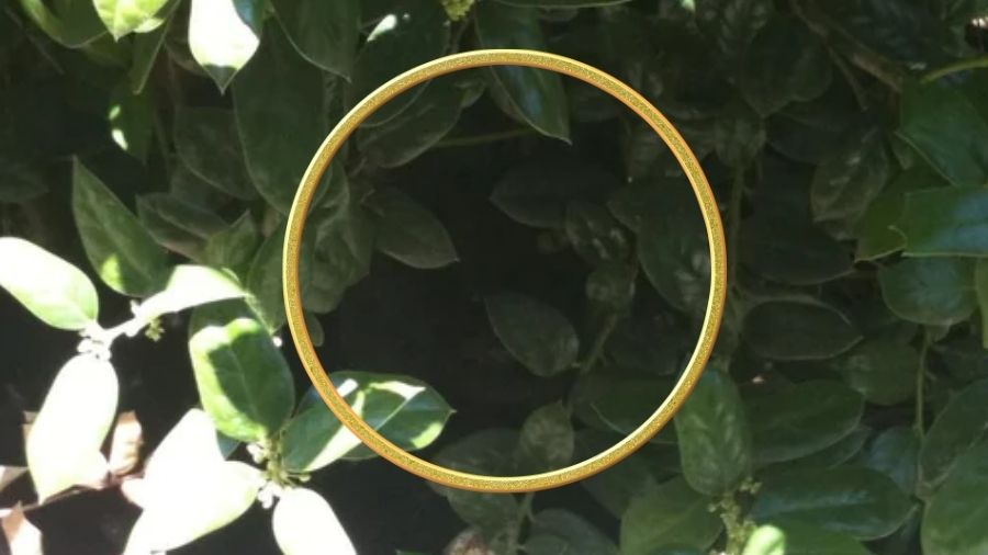 find the hidden cat-solution