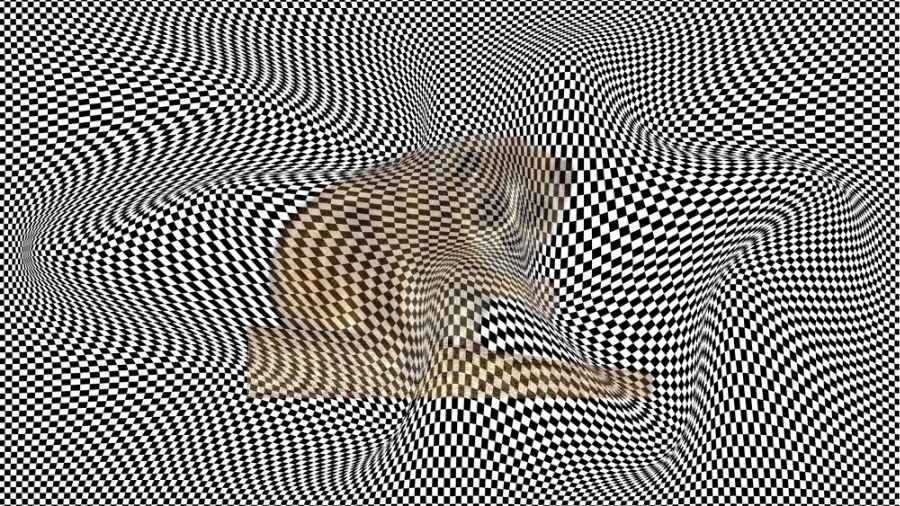 identify the correct animal-question