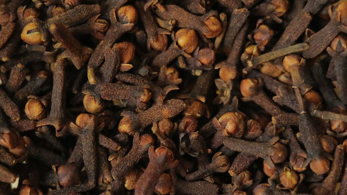 clove producer