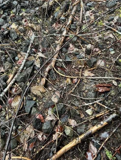 spot the hidden salamander-question