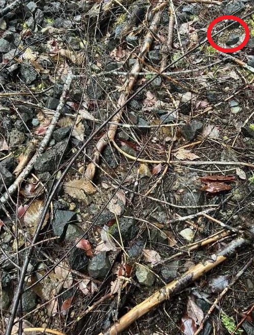 spot the hidden salamander-solution