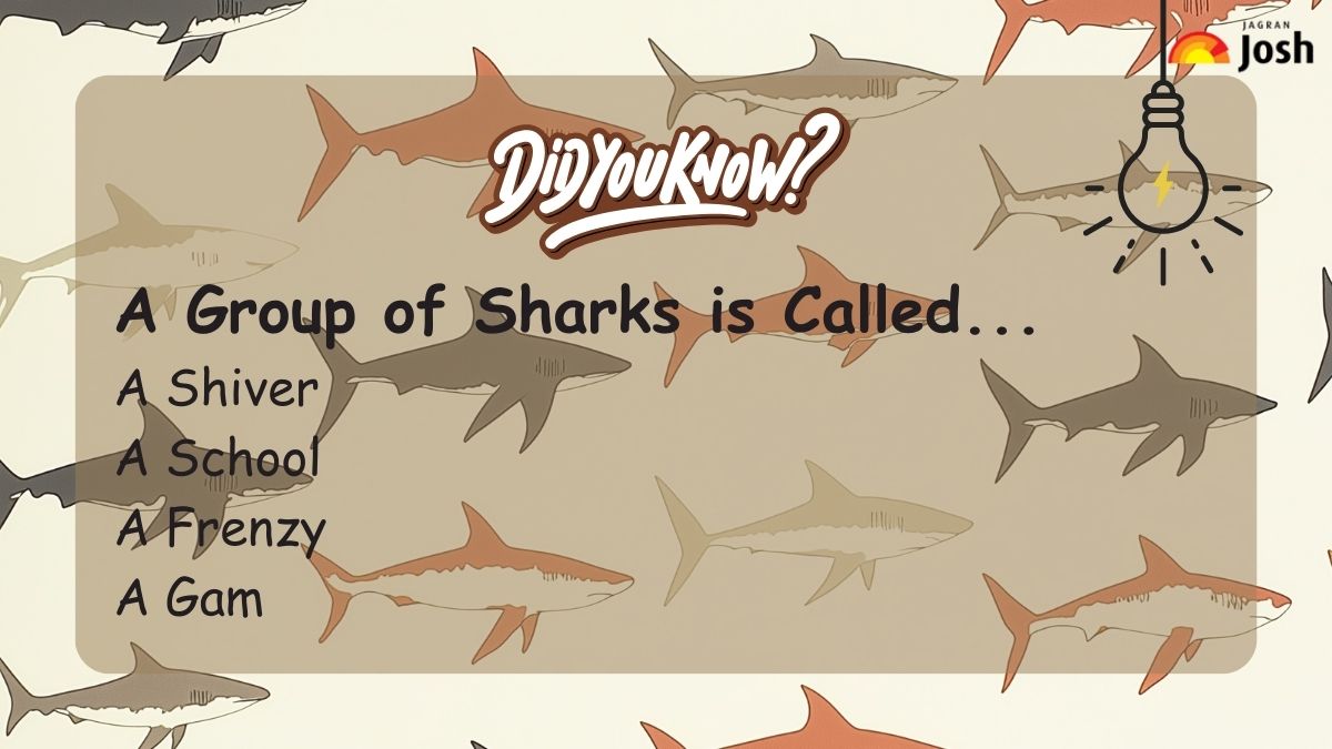 A group of sharks is called