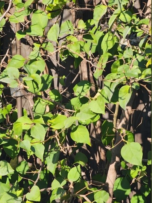 spot the hidden humming bird-question