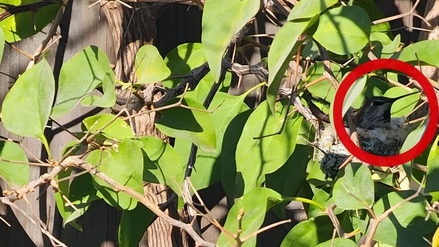 spot the hidden humming bird-solution