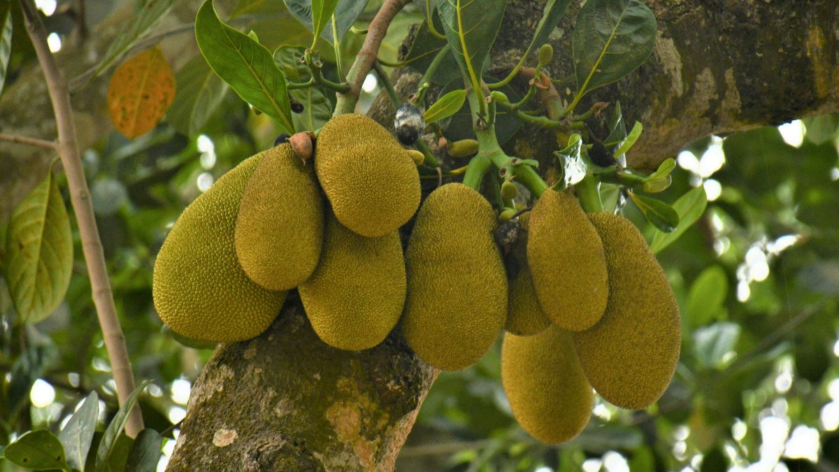 jackfruit producer (1)