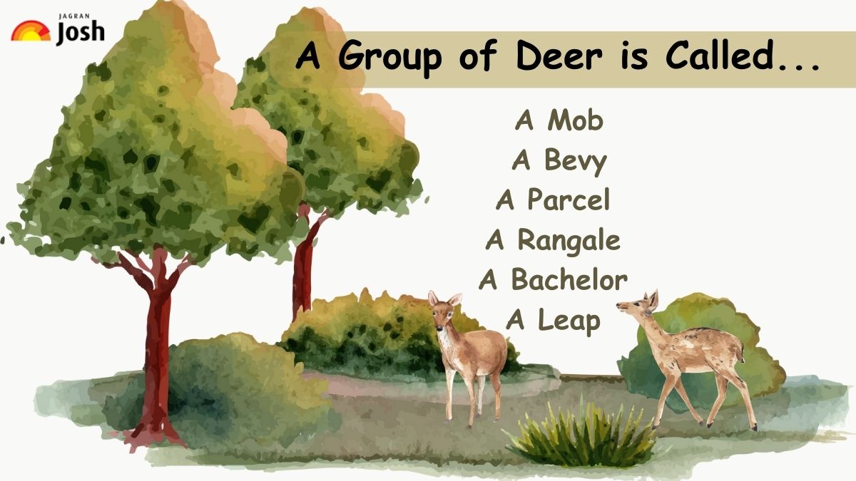 A group of deer is called
