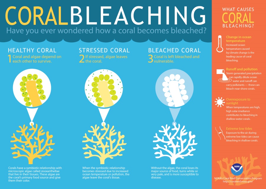 What is Coral Bleaching-2