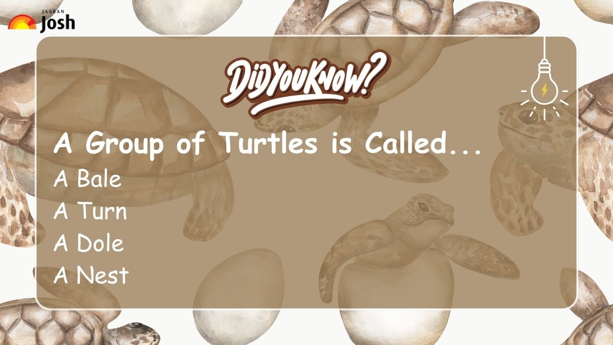 A group of turtles is called