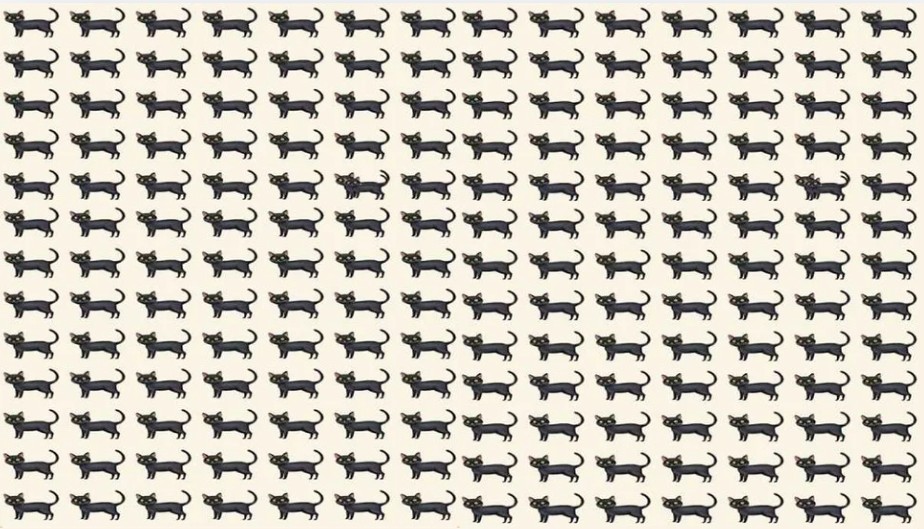 find two odd cats problem find two odd cats problem